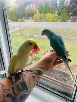 Alexander malý + klietka