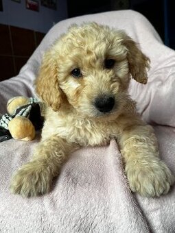 Goldendoodle šteniatka F2, doodle,  pudel