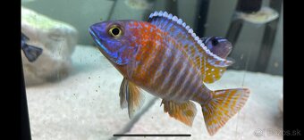 Predam cichlidy Aulonocara Red rubin