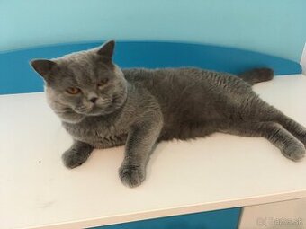 britsky kocur krytie