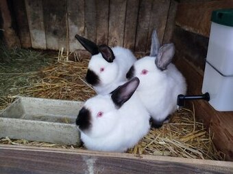 Kalifornský králik