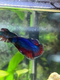 Darujem bojovnicu – samičku