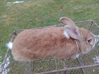 Predám králiky Šarišský obrovity