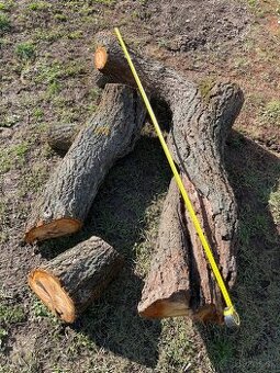 Kmeň stromu marhuľa