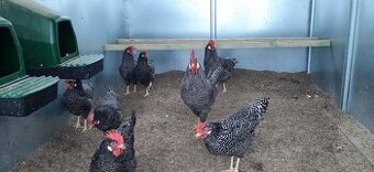 Vlaška  Pasikava nasadove vajcia