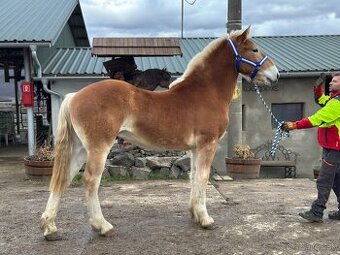 Predám ťažneho koňa - Flámsky kôň