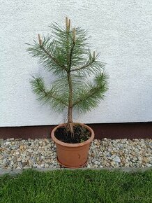 Stromček Borovica čierna - 50-70cm