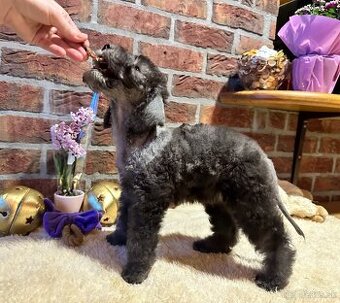 bedlington terrier - štěně