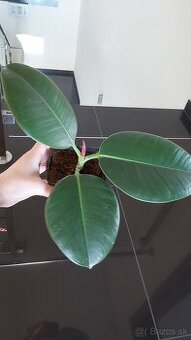 Ficus elastica Robusta (kaučukovník), veľkolistý