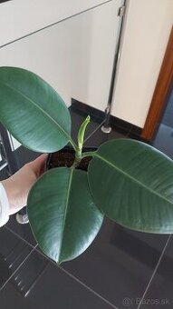 Ficus elastica Robusta (kaučukovník), veľkolistý