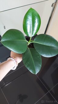 Ficus elastica Robusta (kaučukovník), veľkolistý