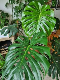 Monstera deliciosa
