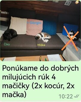 Darujem vychovane mačičky