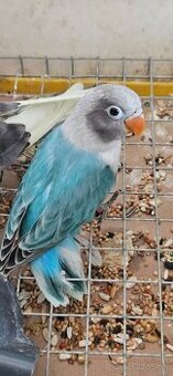 Agapornis fischer modry