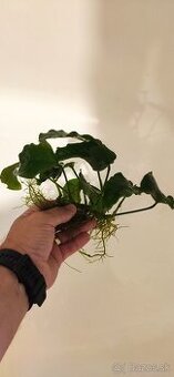 Anubias (20cm) vymením