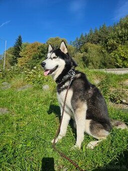 Sibírsky husky na krytie