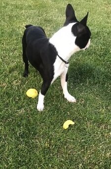 Bostonský teriér, Boston Terrier s PP