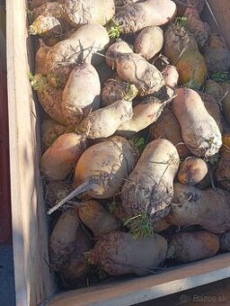 Predám krmnu repu, burginu