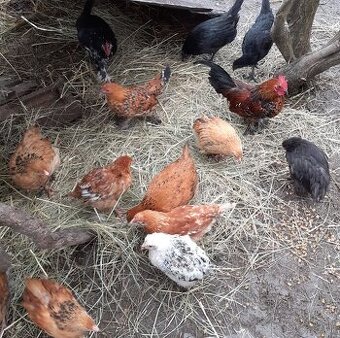 Predam kurcata,nosnice