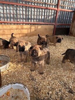 Steniatka 6 týždňové