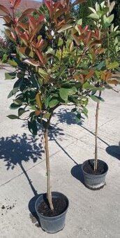 Photinia (Červienka) Red Robin a Vavrínovec lekársky Novita - 1