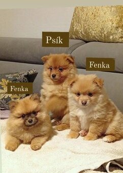 Nemecký trpaslíčí špic