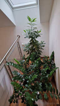 Izbové rastliny - zamiokulkas 6 kusov a vysoká rastlina