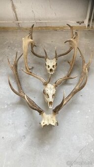 Trofeje jeleň daniel