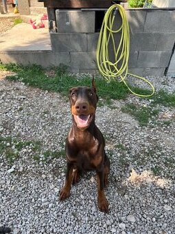 Predám hnedú 6 mesačnú fenku Dobermana