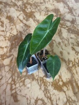 Alocasia Pink Dragon