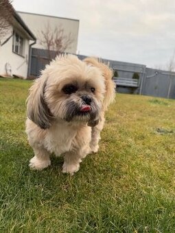 Krytie  shi tzu