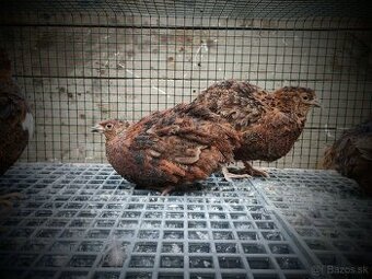 Prepelica anglicka