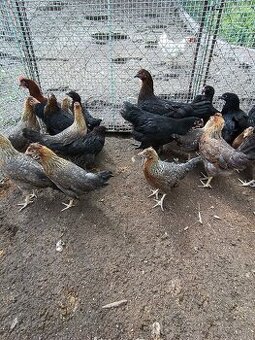Legbar, Marans