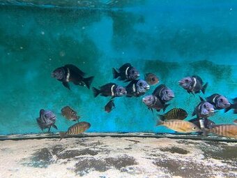 Tropheus Duboisi KIGOMA