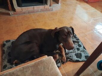 Doberman