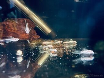 L144 Ancistrus snow white long fin