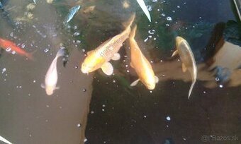 Koi Kapre Jazierkove