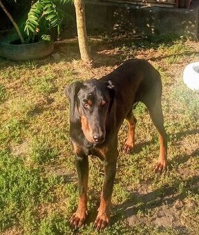 Doberman