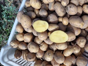 Predám konzumne zemiaky