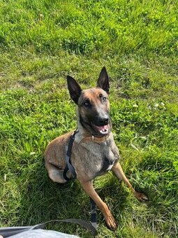 Belgicky ovčiak Malionis