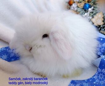 Zakrslý baranček teddy gén s VP samček biely modrooký
