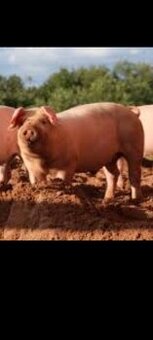 Predám ošípané 200-220 kg