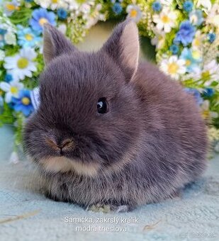 Zakrslý králik s VP - samička modrá trieslová