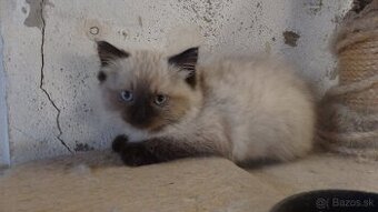 ragdoll,radgoll,mačatá predané na predal len dospelé mačky