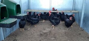 Vlaška  Čierna nasadove vajcia