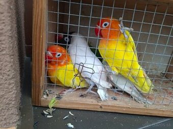 Predám agapornisov Fischer