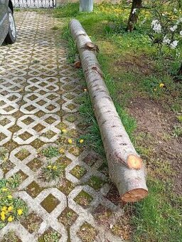 Predám kmeň stromu ceder - 1