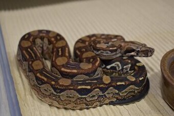 Boa constrictor - Velhad Královsky