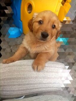 Zlatý retriever fenka