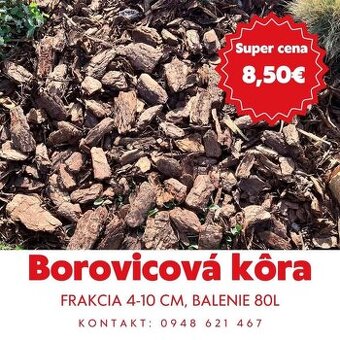 Borovicova kôra